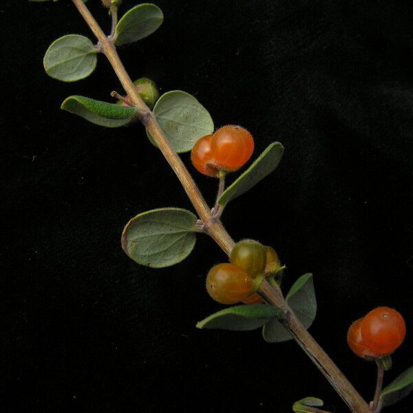 Lonicera hypoleuca