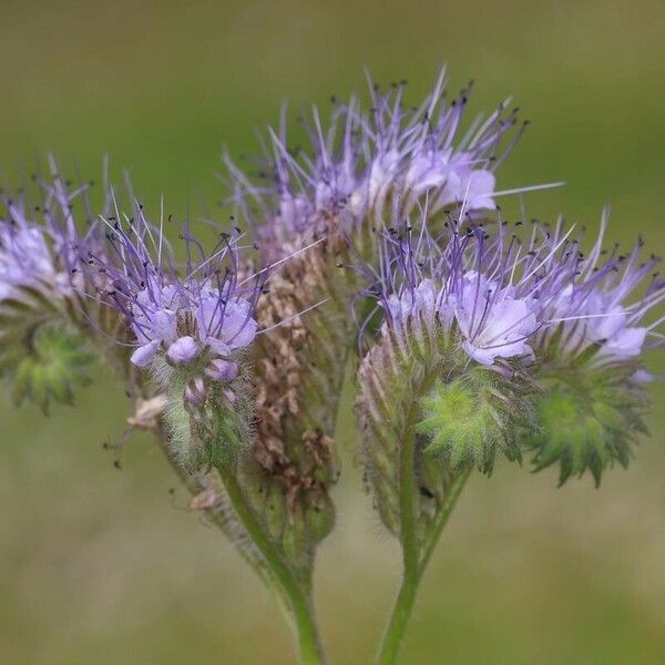 Phacelia tanacetifolia Flower