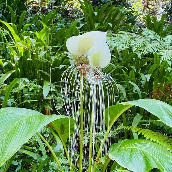 Tacca leontopetaloides Blüte