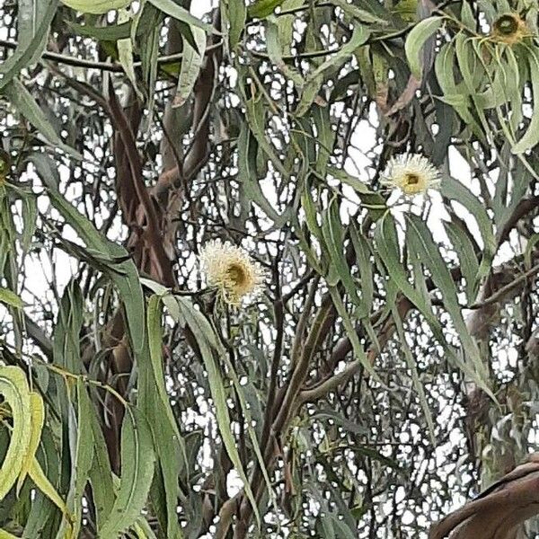 Eucalyptus globulus Flower