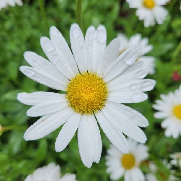 Leucanthemum × superbum Цвят