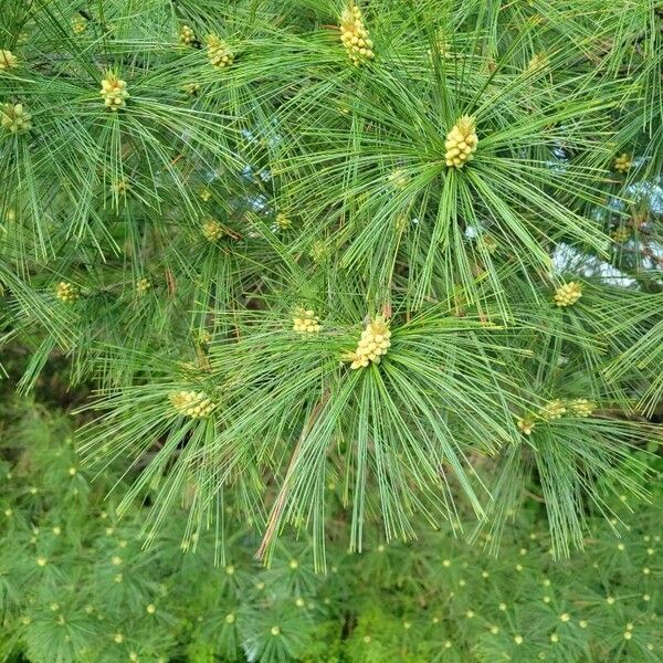 Pinus strobus Levél