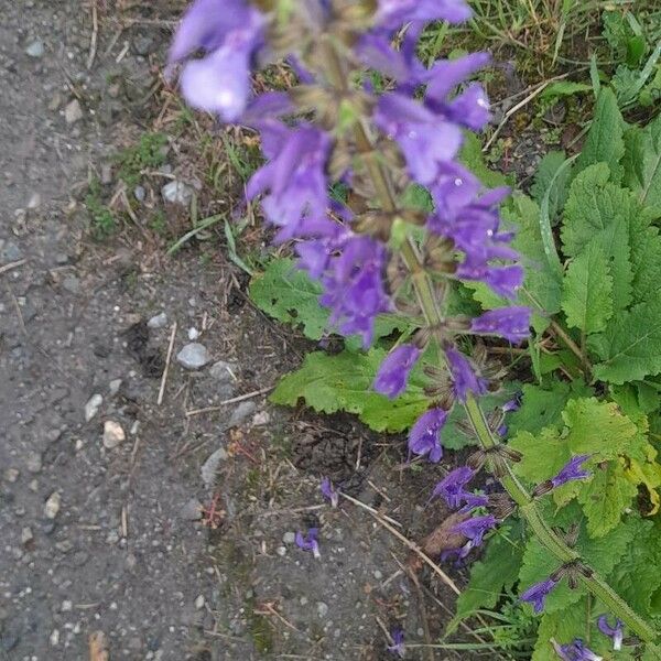 Salvia × sylvestris Кветка