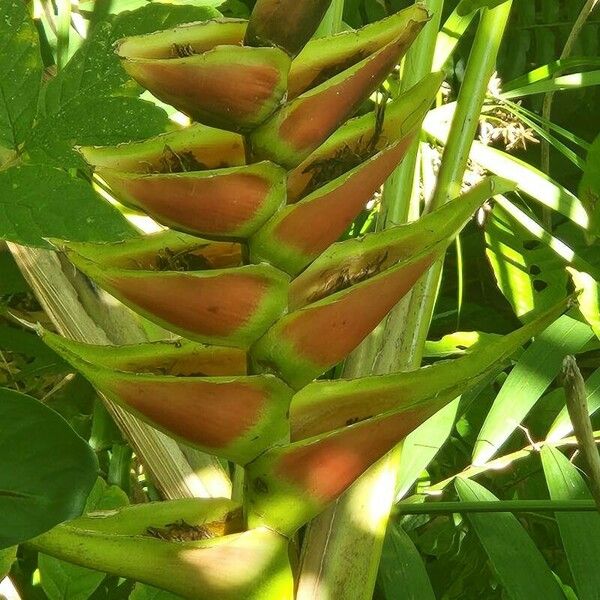 Heliconia wagneriana Blomst