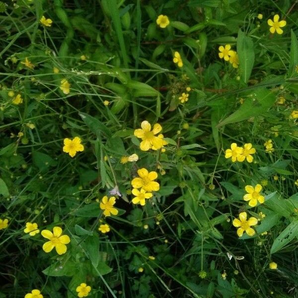 Ranunculus flammula Flower