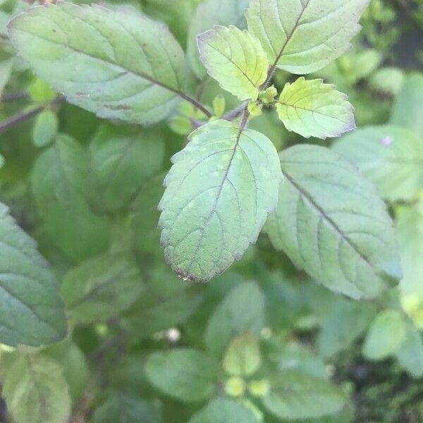 Ocimum tenuiflorum 葉