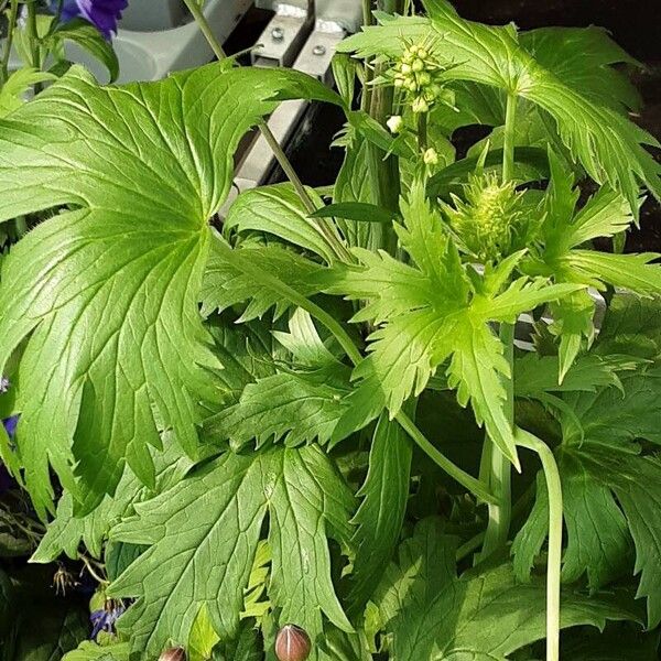 Delphinium elatum Foglia