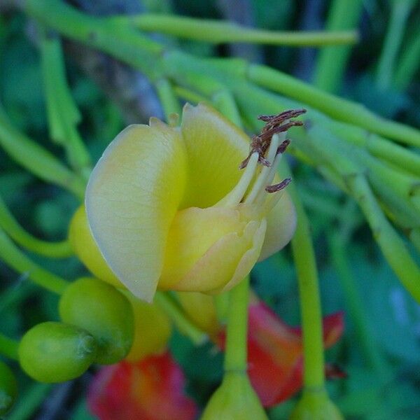 Castanospermum australe ফুল