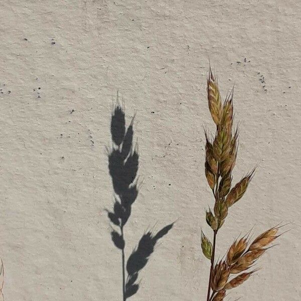 Bromus hordeaceus Flor