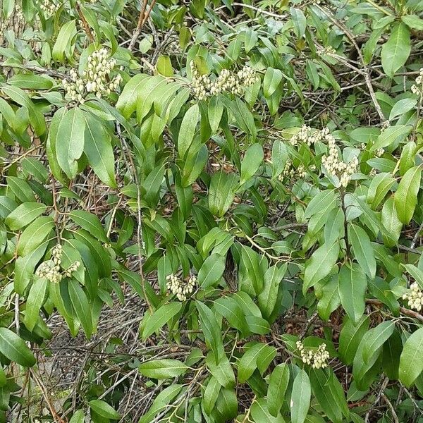 Pieris floribunda 整株植物