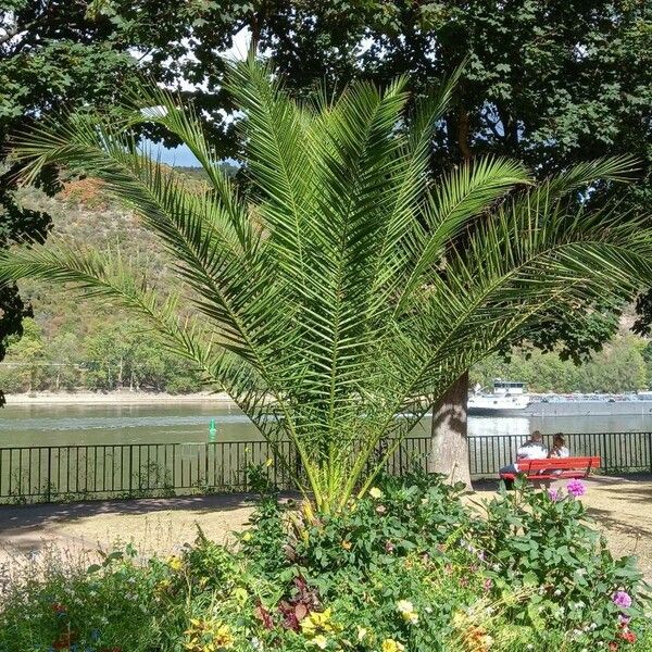 Phoenix canariensis Habitus