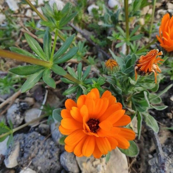 Calendula arvensis Õis