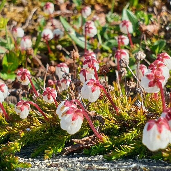 Cassiope hypnoides 花