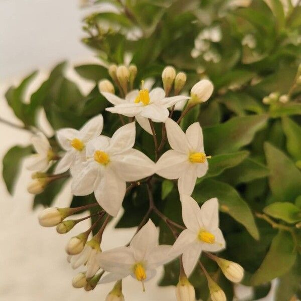 Solanum jasminoides 花