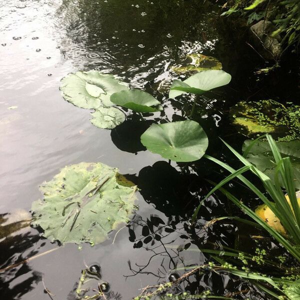 Nuphar lutea برگ