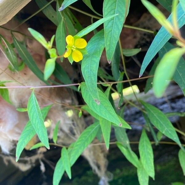 Ludwigia decurrens Floare