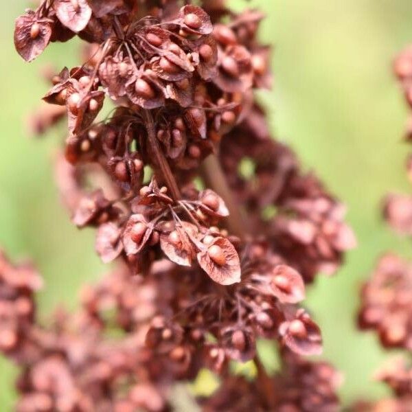 Rumex crispus Frucht