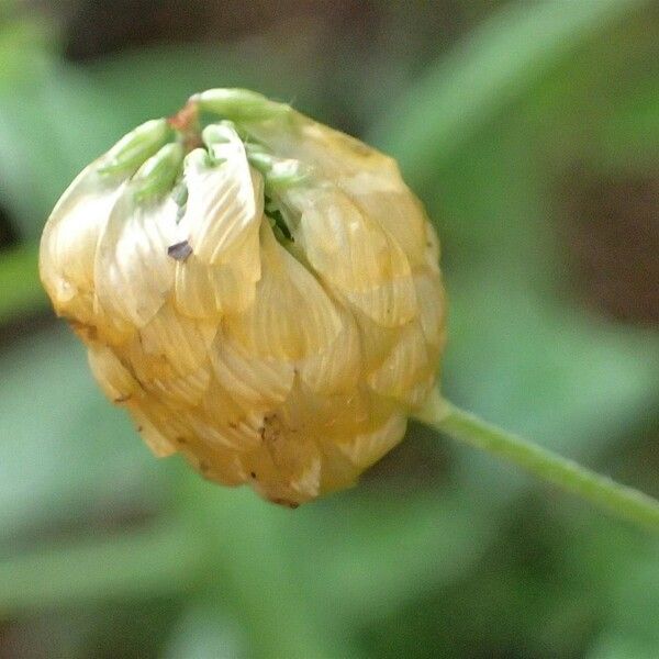 Trifolium aureum Плод