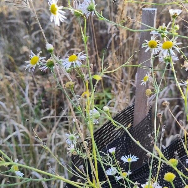 Erigeron strigosus Habit