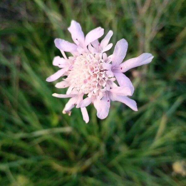 Scabiosa atropurpurea Flower