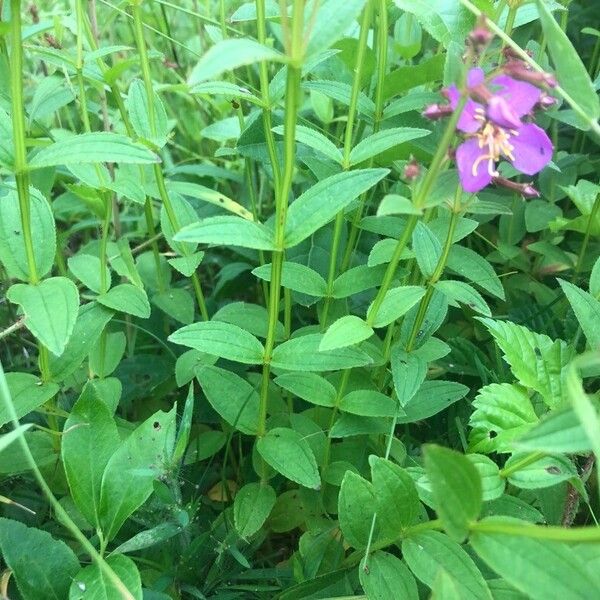 Rhexia virginica Leaf