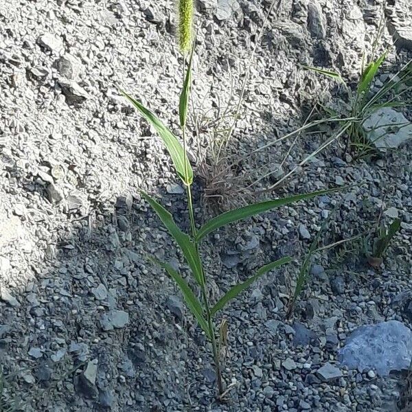 Setaria italica Hábito