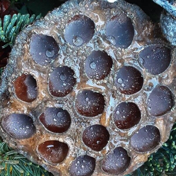 Nelumbo nucifera Fruit