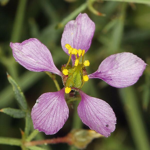 Fagonia laevis Λουλούδι