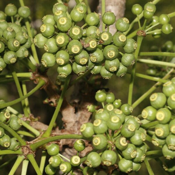 Aralia excelsa Fruit