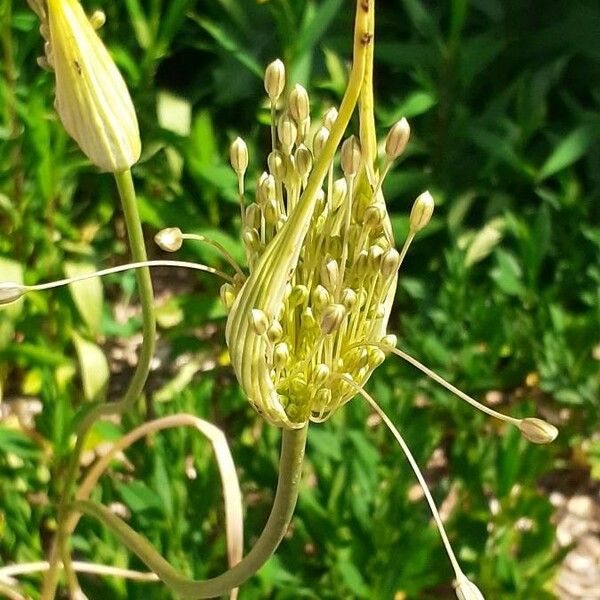 Allium paniculatum Flower