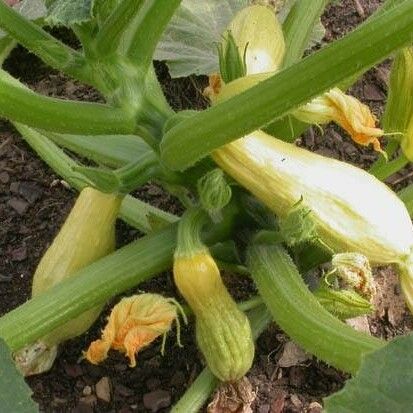 Cucurbita pepo Flors