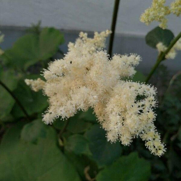 Astilboides tabularis Blomst