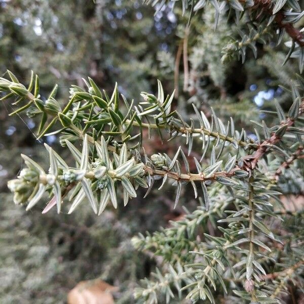 Juniperus drupacea Листок