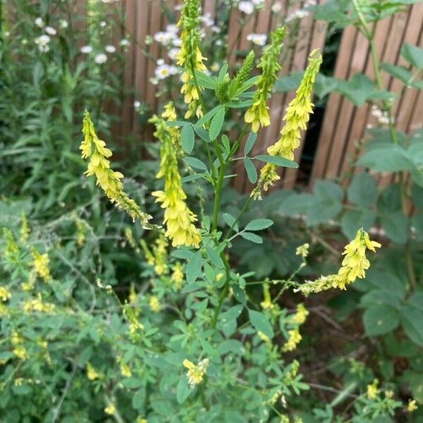 Melilotus officinalis Cvet