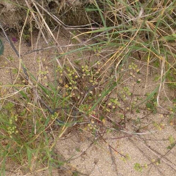 Cochlearia danica Habitus