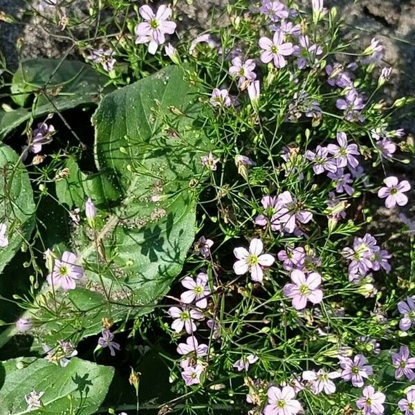 Gypsophila muralis Flower