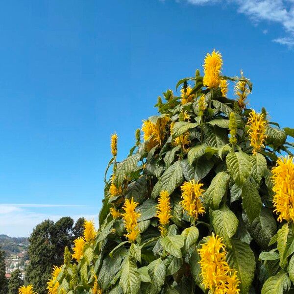 Justicia aurea Flower