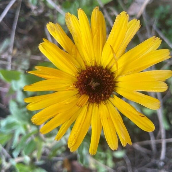 Calendula officinalis Cvet