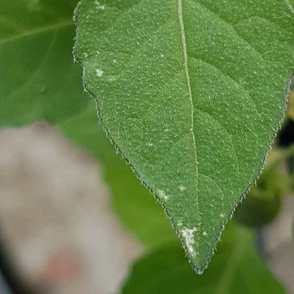 Solanum americanum ഇല