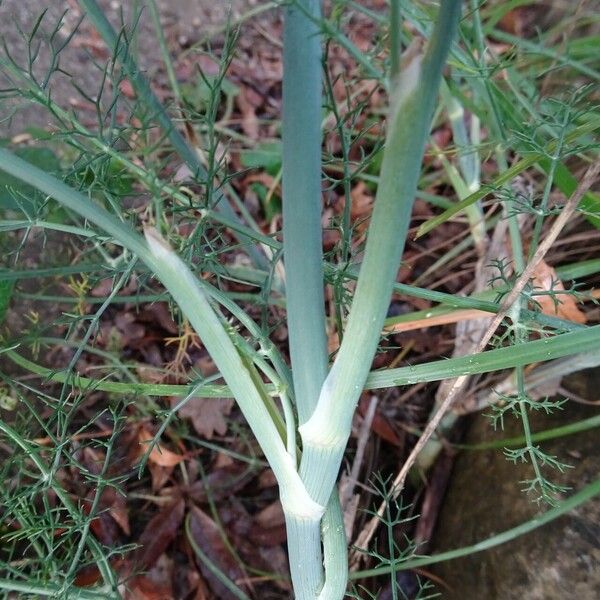 Foeniculum vulgare Φύλλο