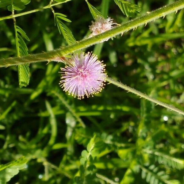 Mimosa quadrivalvis Flor