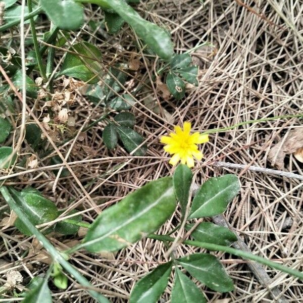 Hieracium gouanii Flower