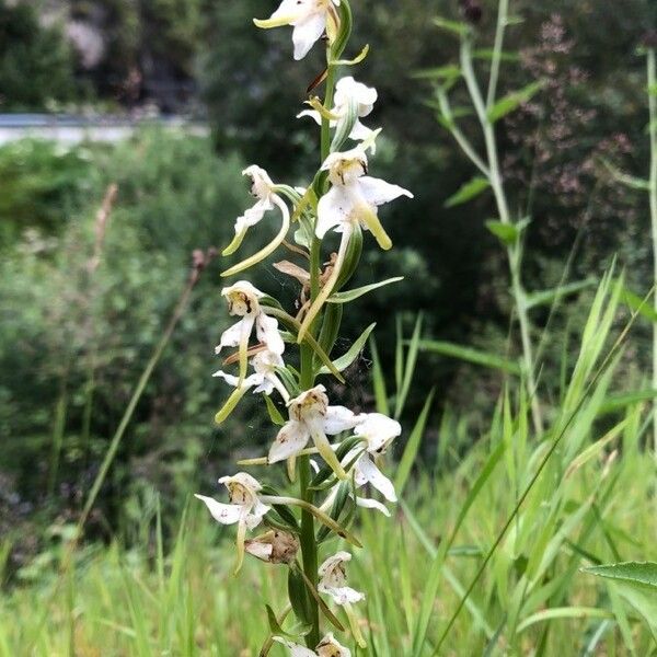 Platanthera chlorantha 花