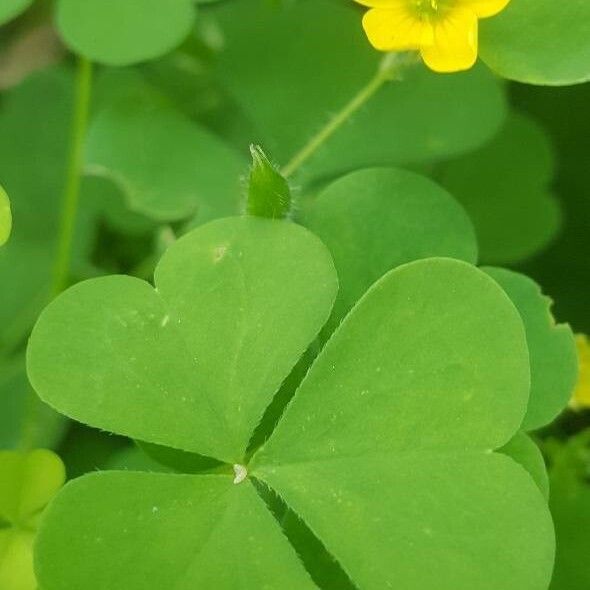 Oxalis stricta (Yellow sheep-sorrel)