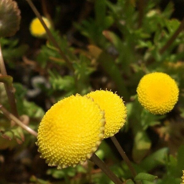 Cotula coronopifolia 花