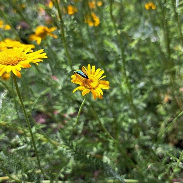 Cota tinctoria Flor