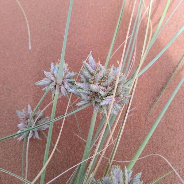 Cyperus conglomeratus Flower