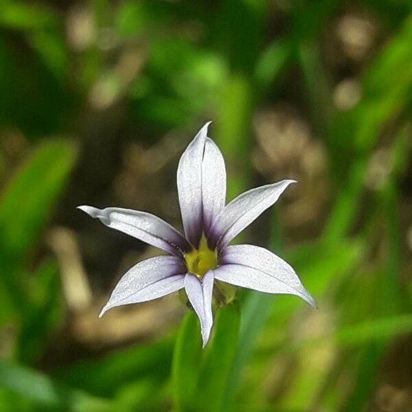 Sisyrinchium micranthum Цвят