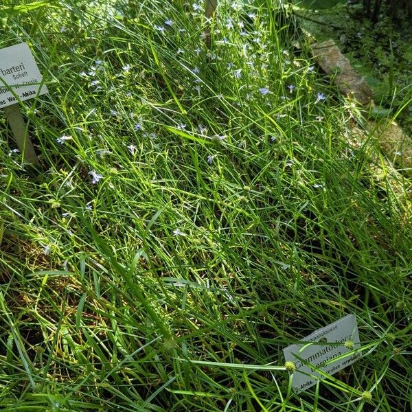 Grammatotheca bergiana