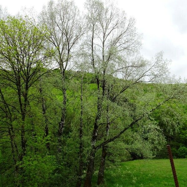 Populus alba Hábitos